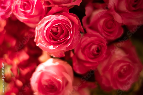 Closeup Blooming Pink roses  beautiful Pink rose with bokeh background.Roses  s symbol of love.