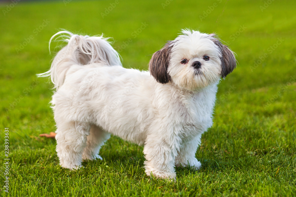 Retrato de perro Shih itzu posando en el césped