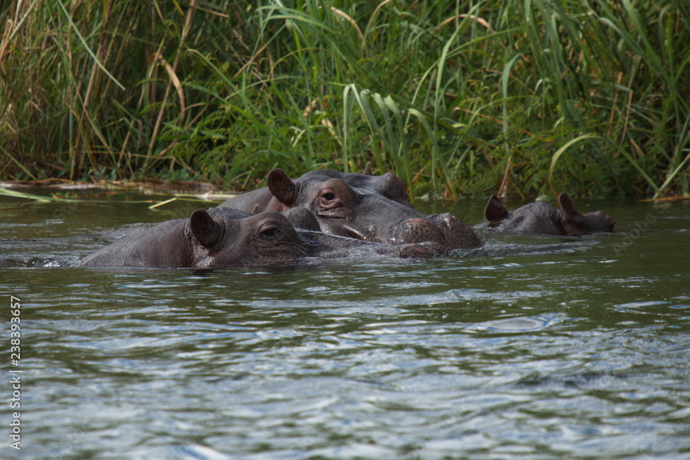 Hippos in Okawango river in Namibia in Africa Hippos in Okawango river in Namibia in Africa
