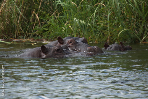 Hippos in Okawango river in Namibia in Africa