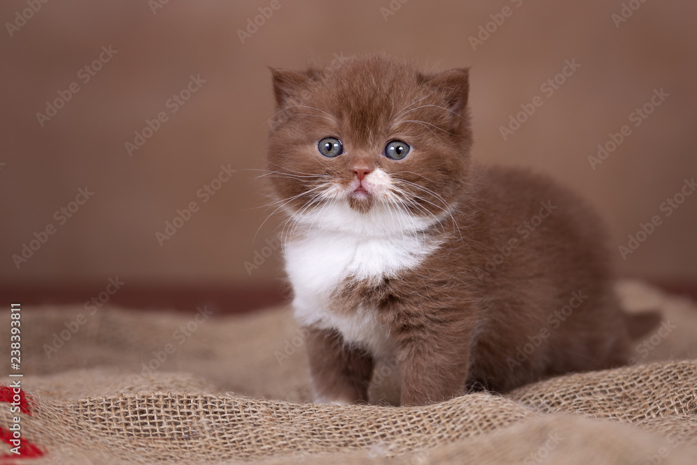 Φωτογραφία Britisch Kurzhaar Kitten in cinnamon-white bicolor
