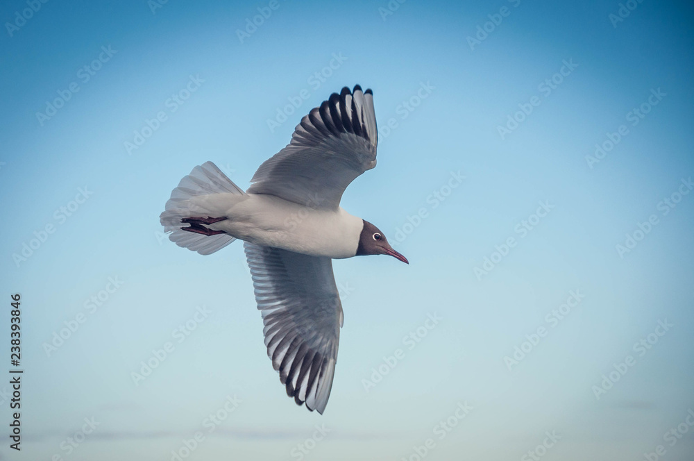 Fotografie seagulls in flight against a clean blue sky