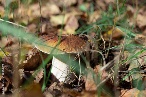 mushroom in the forest