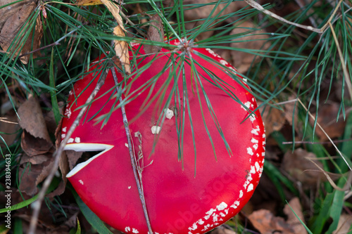  fly agaric mushroom in the forest