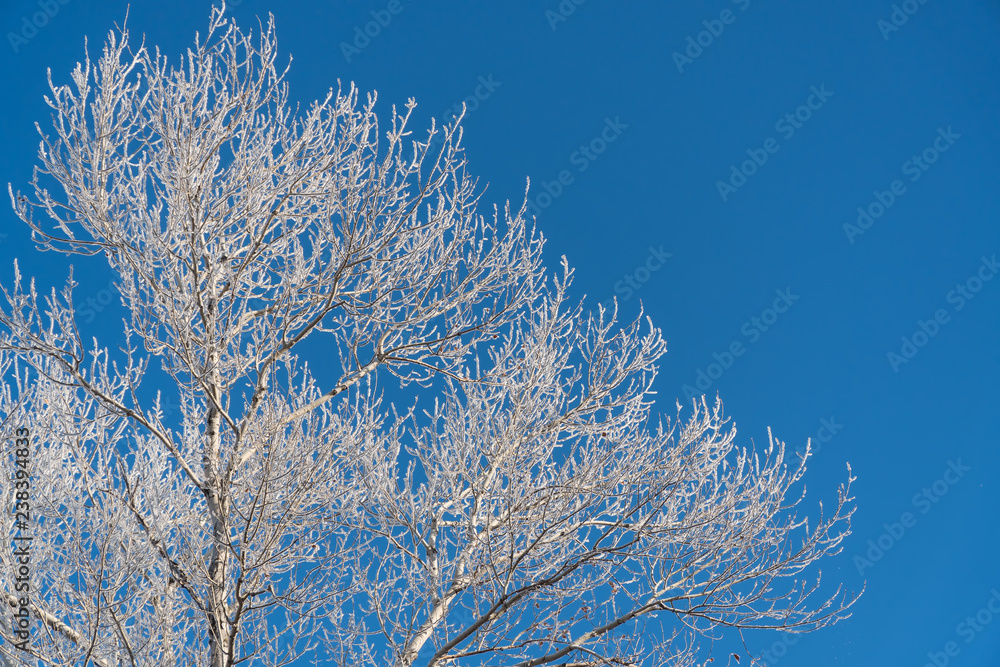 Branch in hoarfrost on background blue sky