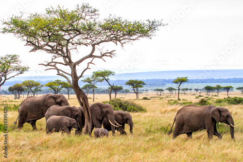 Elephant herd walking on the plains of the Masai Mara National Park in Kenya photo
