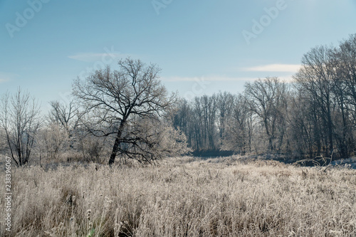 White frozen grass in front of the forest in the hoarfrost
