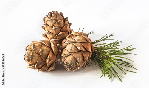 Cones Pinus sibirica or Siberian pine cones on light background