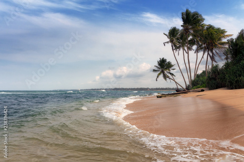 Palm trees on the sandy seashore with blue sea
