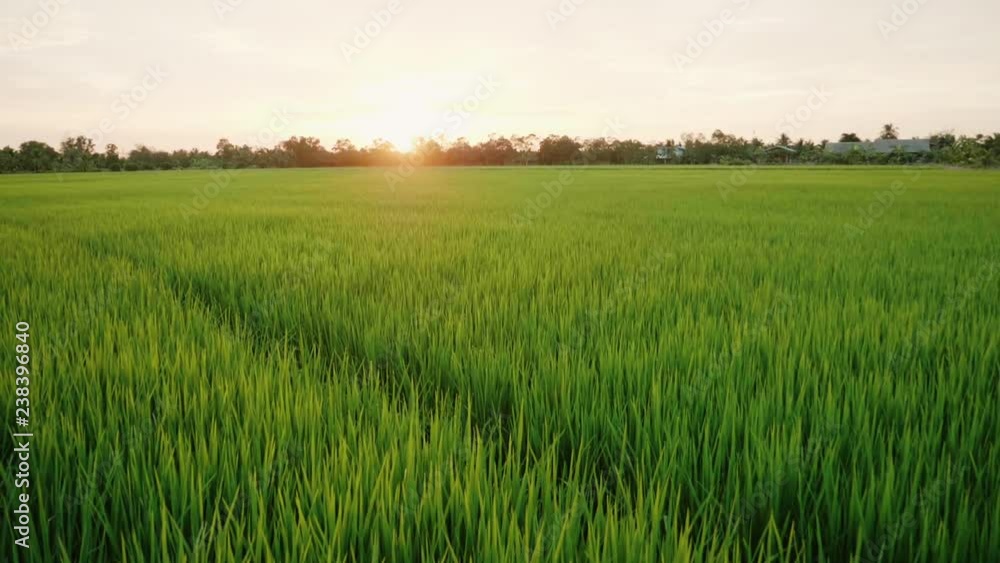Rice field green grass and sunset landscape background with slow motion scene. Rice field green grass and sunset landscape background with slow motion scene.