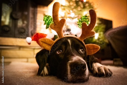 Christmas Dog  photo