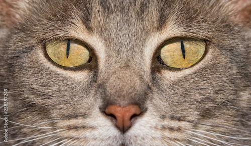 Close-up image of a blue tabby cat's eyes, with an intense stare at the viewer © pimmimemom