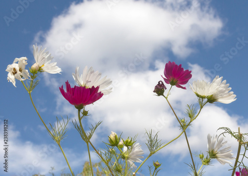 Cosmee flowers on blue sky background