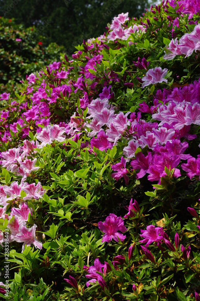 Azaleas, Gardens of the Villa Carlotta, Lake Como (Lago di Como), Italy Azaleas, Gardens of the Villa Carlotta, Lake Como (Lago di Como), Italy