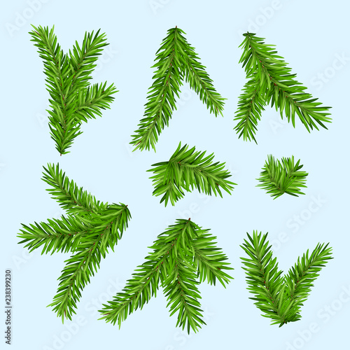 Set of fir branches. Christmas tree or pine branch vector evergreen illustration. Fir isolated holiday decoration