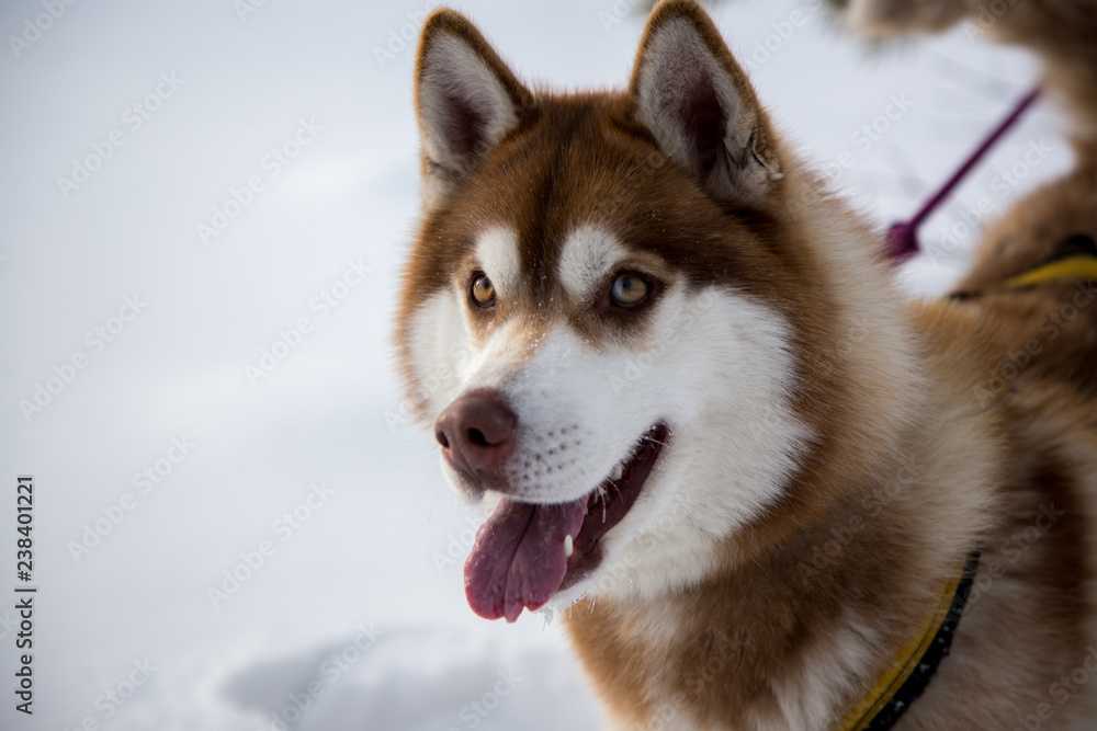 Fototapeta premium Close up beautiful dog huskie