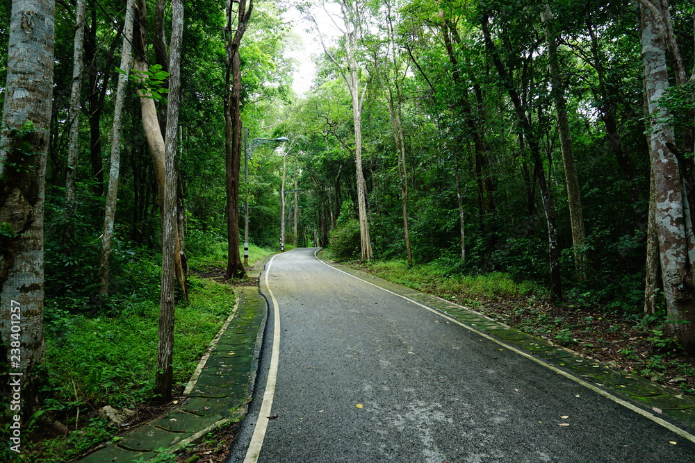 Naklejka premium road in forest
