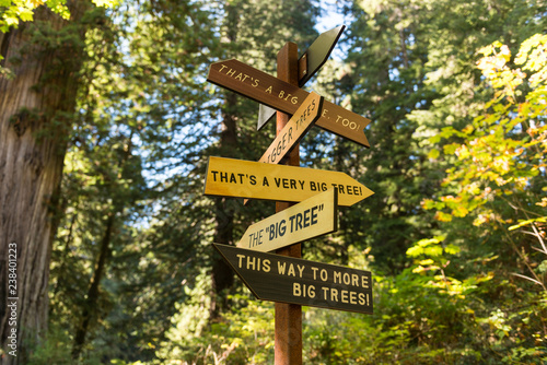 A signpost indicates in all directions where the largest trees can be seen in Redwood National Park, California, USA.
