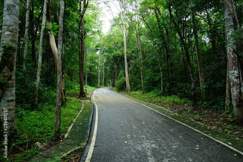 road in forest