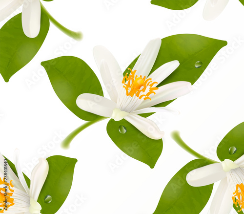 Floral pattern with realistic citrus blooming tangerine, mandarin or orange flower. Vector illustration on white background.