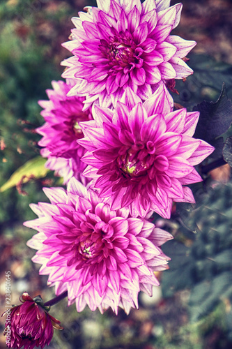 Variegated pink purple and white dahlias flowers cultivated in summer field, soft focus, blurred background