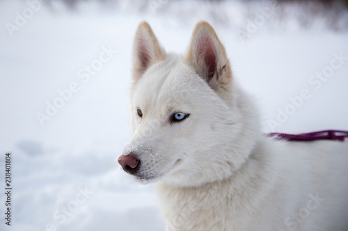 Close up beautiful dog huskie
