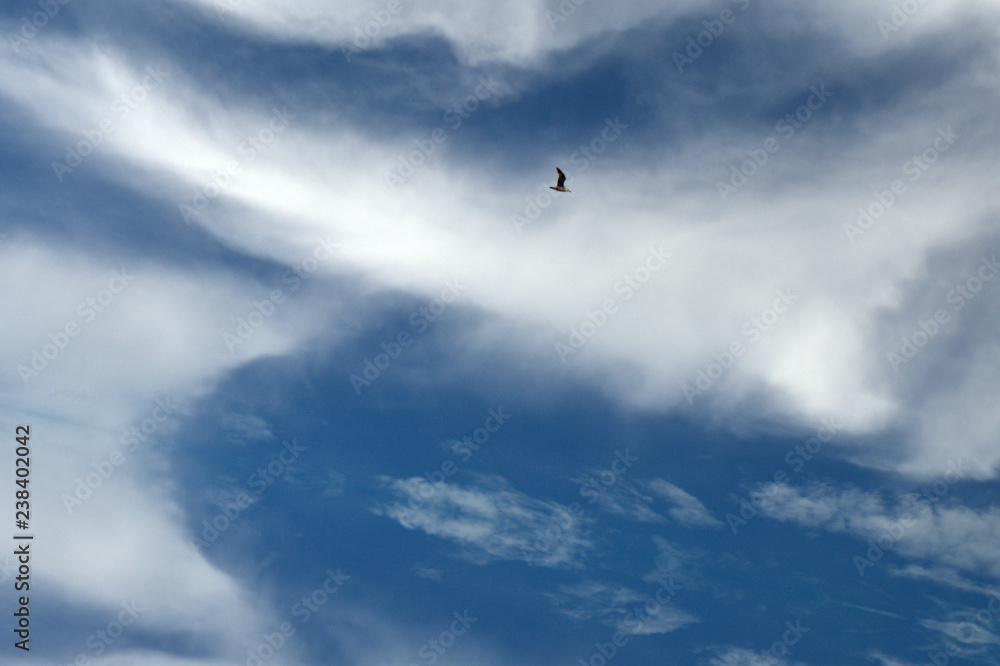 flying in the sky,seagull,sky, clouds, blue, bird, flying, cloud, nature,white, gull,weather,
