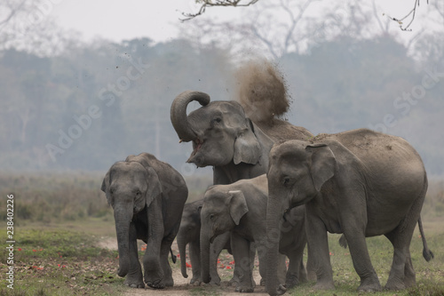Photography Asian elephant (Elephas maximus)
