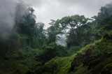 Foggy overgrown hills in rainforest of Cameroon, Africa.