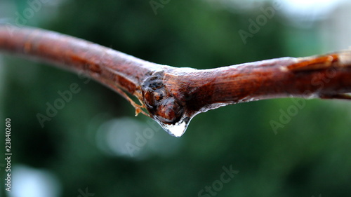  frozen drops on the vine