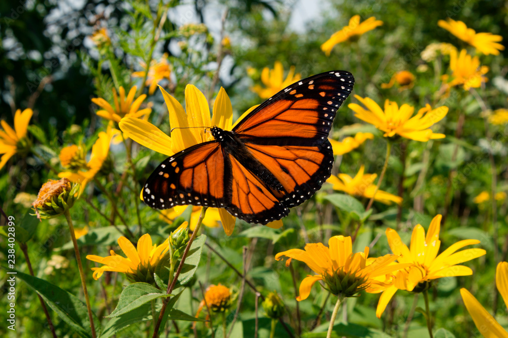 An orange butterfly find nectar on sunflowers in a wild prairie garden