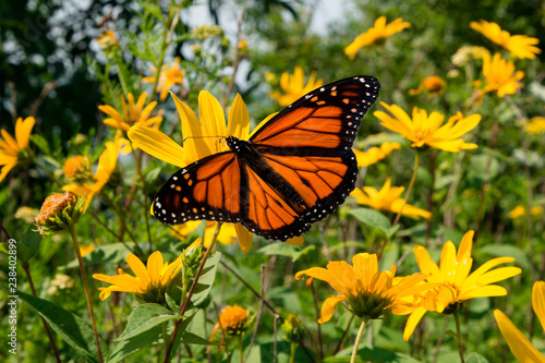 An orange butterfly find nectar on sunflowers in a wild prairie garden © MediaMarketing