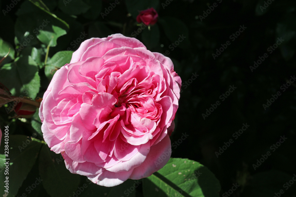 Fotografie Pink double camellia flower