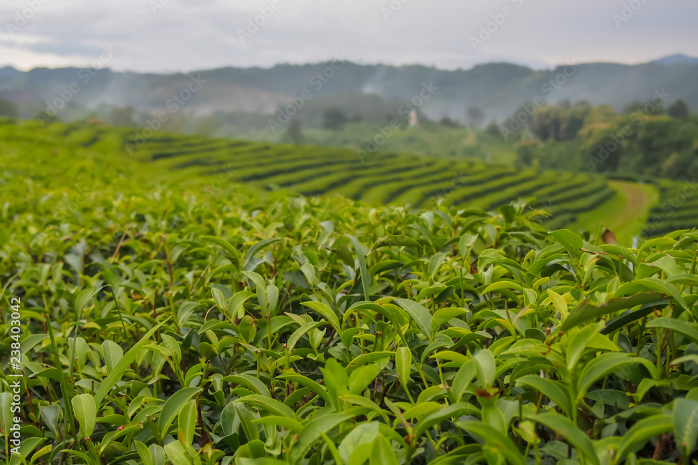 Close up, green tea leaves at the top of the tea tree in a green tea plantation are rows near the mountains for a natural background. Close up, green tea leaves at the top of the tea tree in a green tea plantation are rows near the mountains for a natural background.