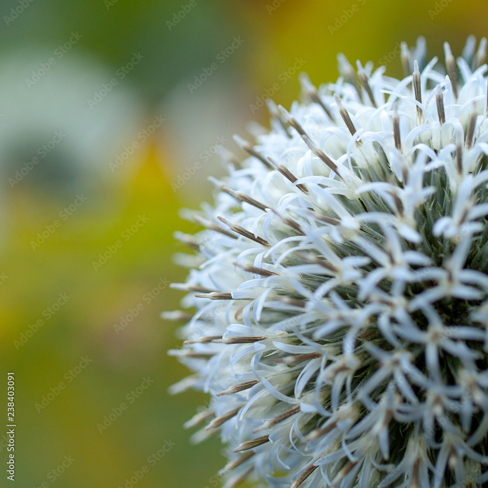 beautiful bright flower echinacea in the sun beautiful bright flower echinacea in the sun