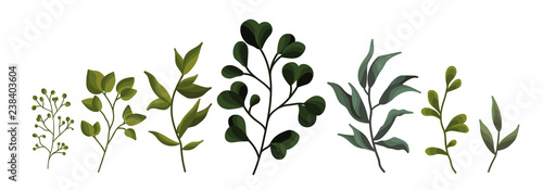 Kolekcja zieleni liścia rośliny lasowe zioła tropikalne liście