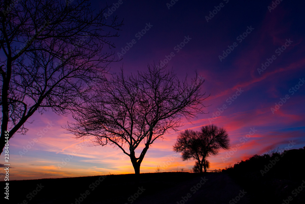 Anoche entre árboles con el cielo rosa y amarillo Anoche entre árboles con el cielo rosa y amarillo