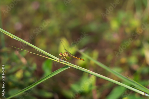 Dragonfly, orange trunks are hanging on the grass, on the grass background soft and blurry. © Chidpan