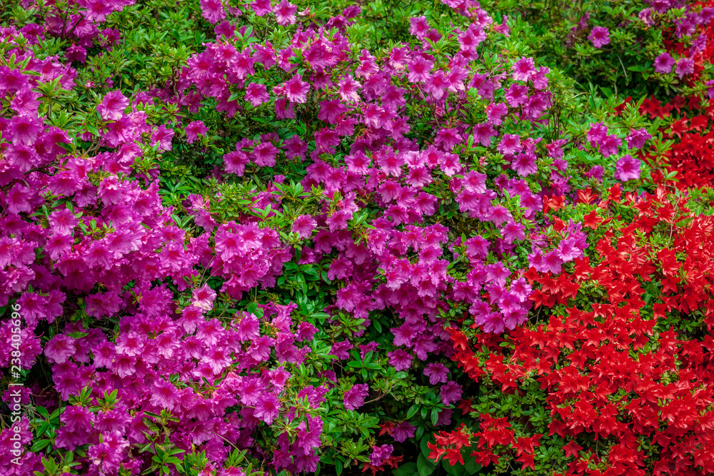 purple and red azalea bushes