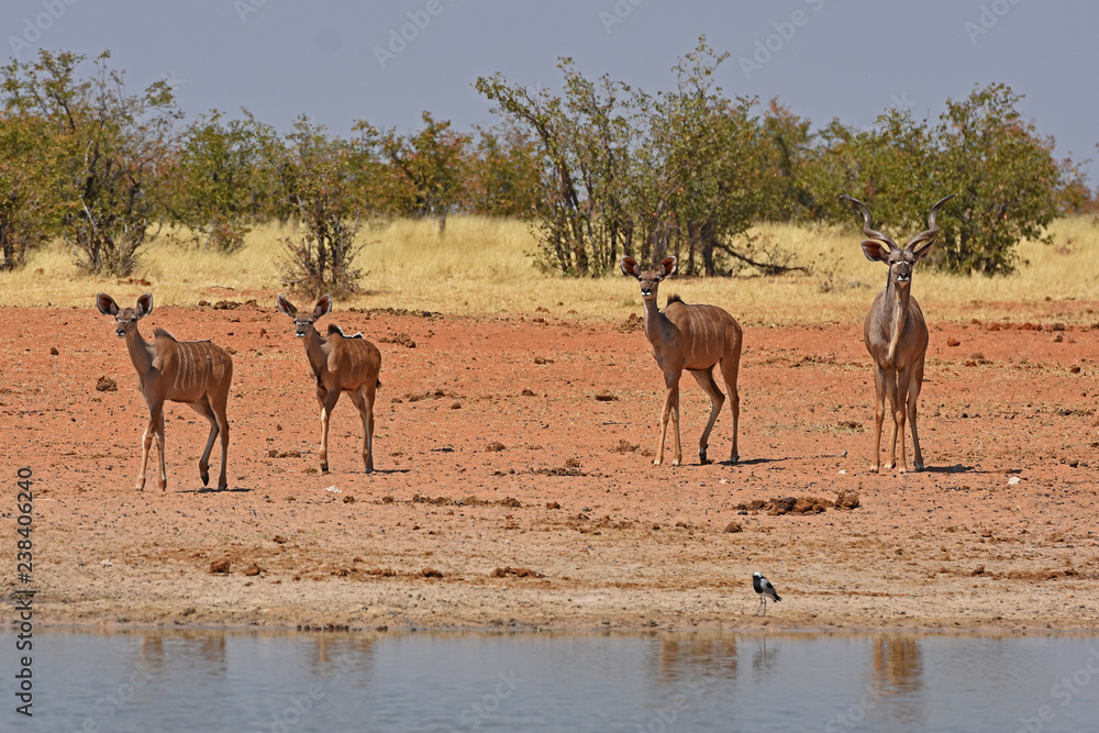 Kudus (Tragelaphus strepsicerus) am Wasserloch Okawao im Etosha Nationalpark in Namibia