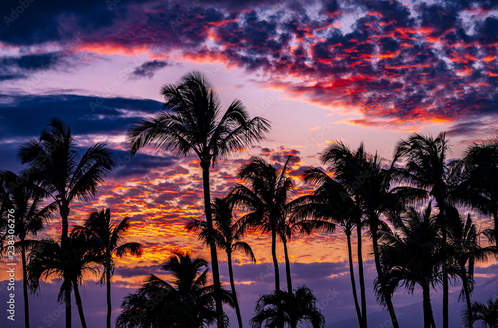 sunset with palm trees and clouds