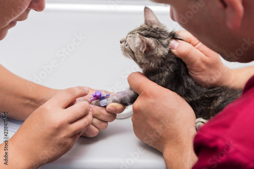 The veterinarian sets the drip catheter kitten