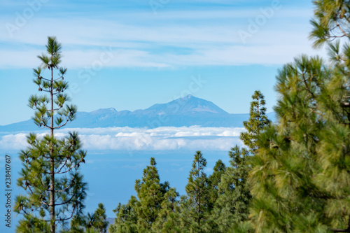 Green Canarian pine tree and Mountains landscape on Gran Canaria island, view on Mount Teide, tenerife, Canary, Spain