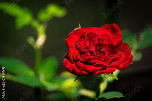 red rose