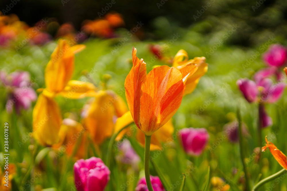 tulips in the garden tulips in the garden
