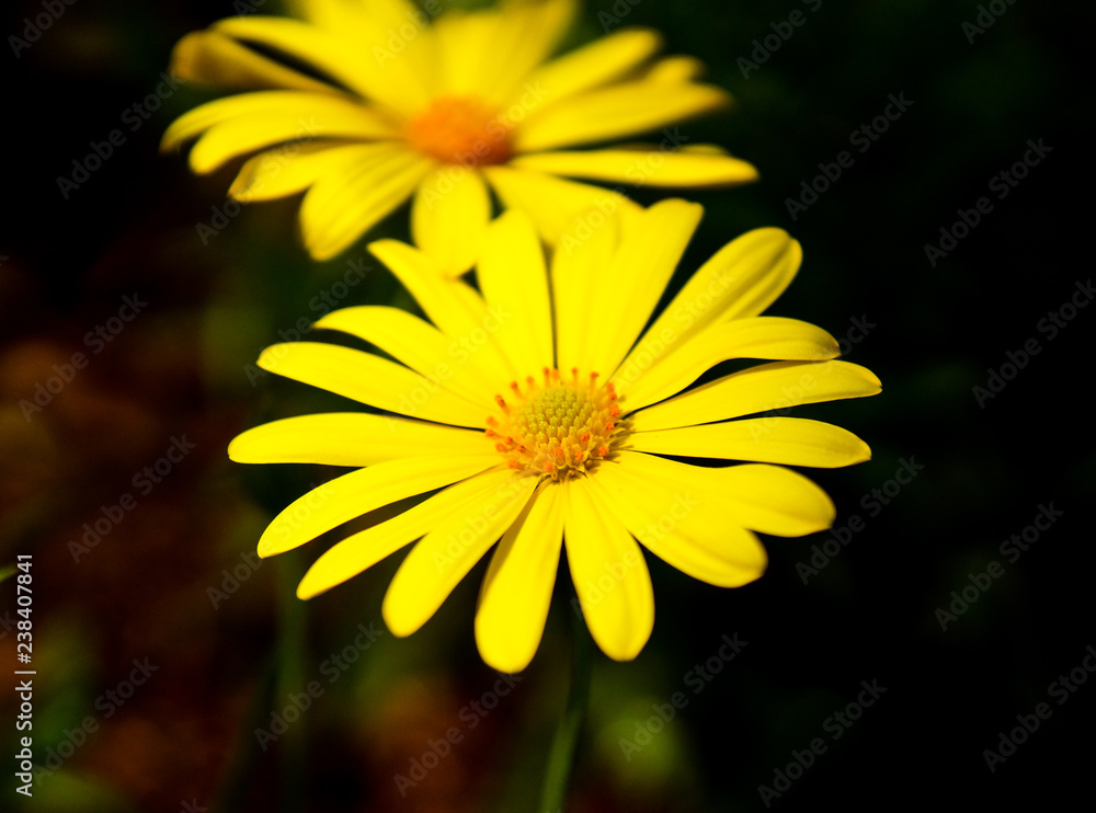 yellow flowers