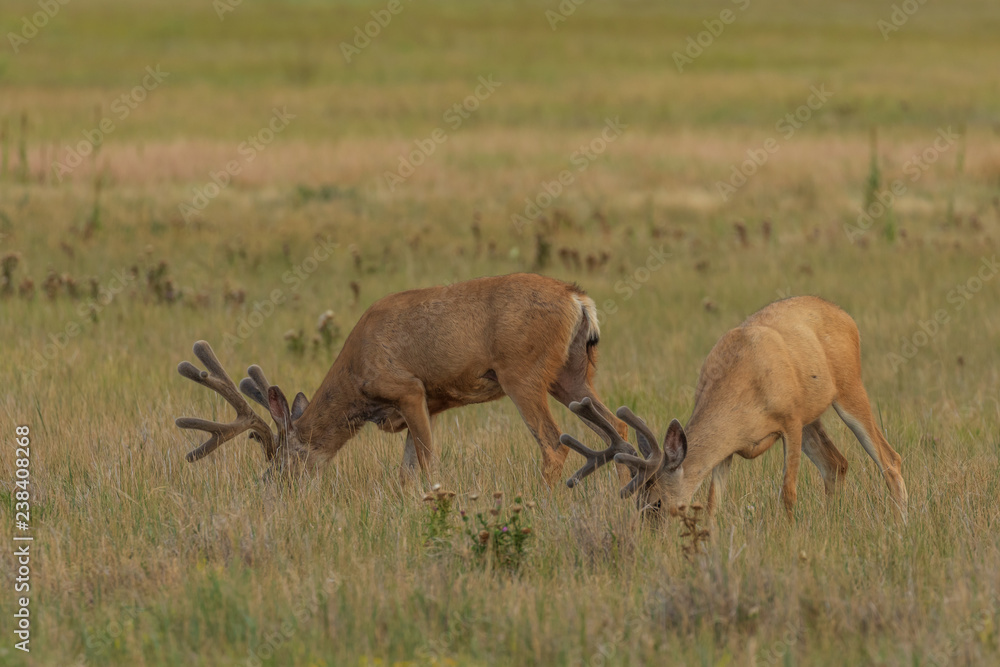 Fototapeta premium Mule deer Buck in Velvet in Summer