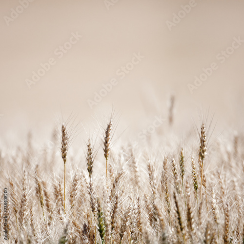 Winter Wheat in the Palouse region of Washington State