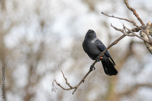 Tableau sur toile rook on branch