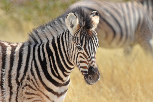 Zebrafohlen  Equus quagga  im Etosha Nationalpark in Namibia